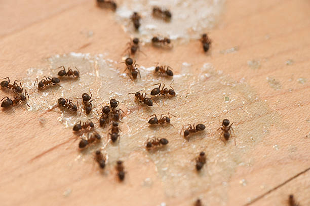 Best Pest Control for Homes  in Loughman, FL