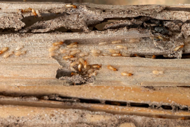 Best Pest Prevention Services  in Loughman, FL
