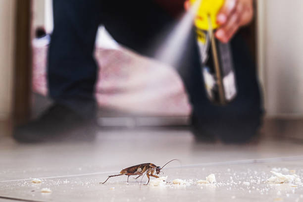 Best Best Pest Control Companies  in Loughman, FL