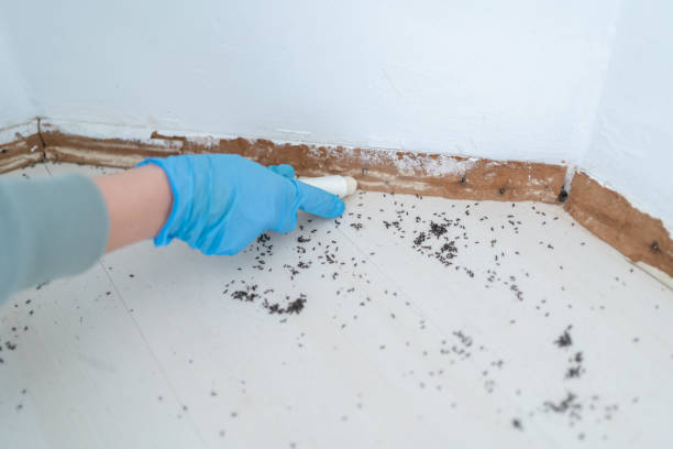 Best Cockroach Control Services  in Loughman, FL