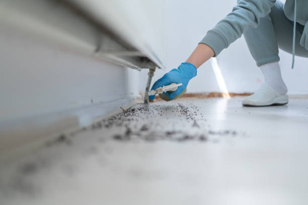 Best Insect Control  in Loughman, FL
